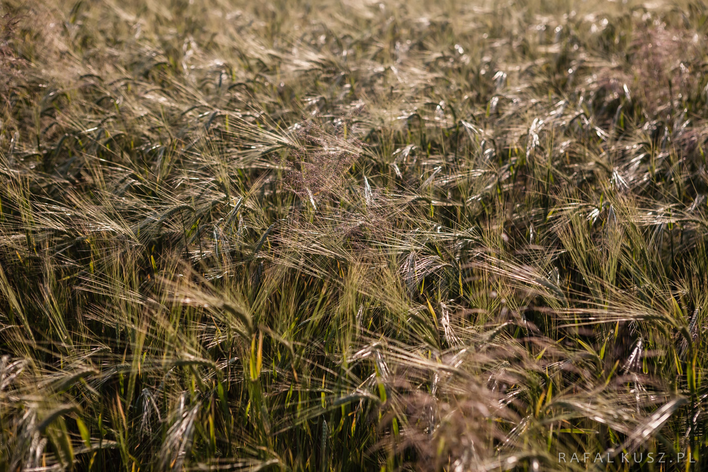 079 Majdan Nowy 0716